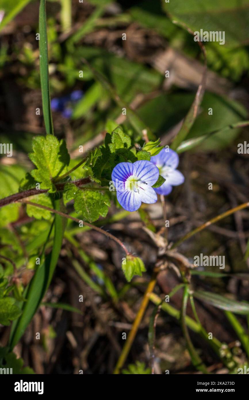 Veronica persica, Common Field-Speedwell con spazio copia e sfondo naturale in modalità ritratto Foto Stock
