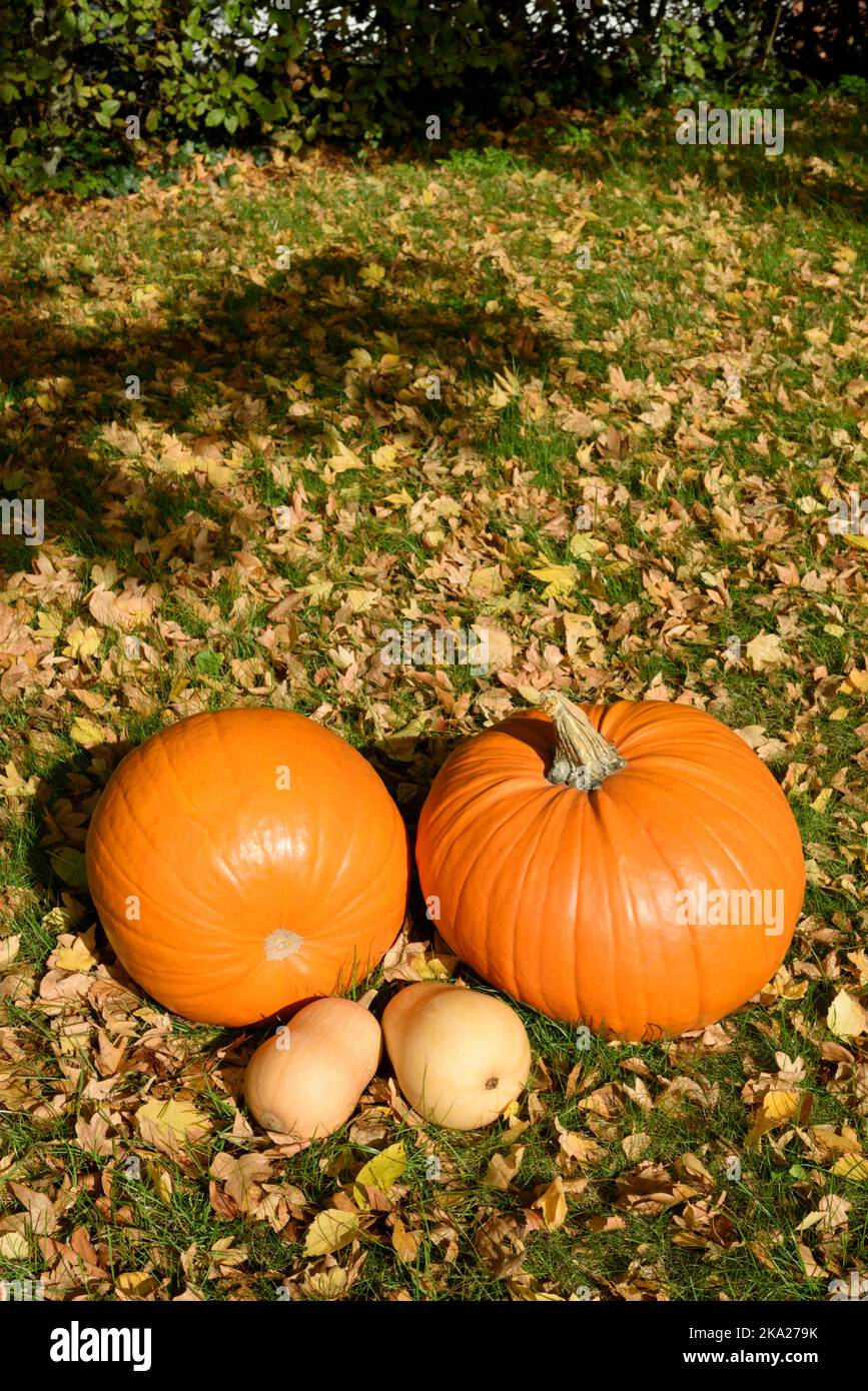 Zucche arancioni (Cucurbita pepo) e zucche di butterna (Cucurbita moschata) seduti sull'erba tra le foglie autunnali Foto Stock