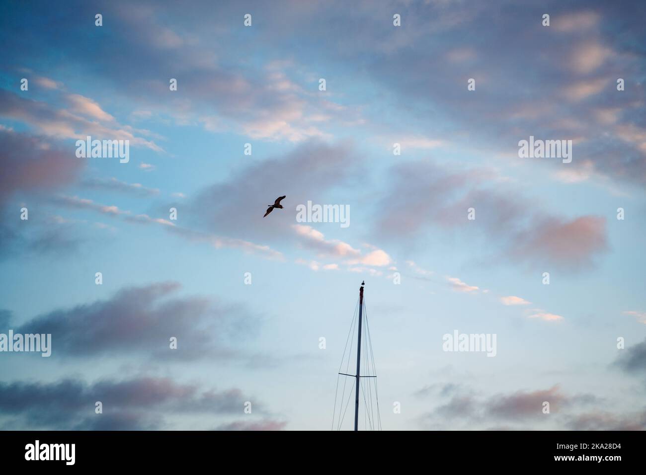 Pellicano marrone e albero della barca nelle nuvole blu e viola cielo tramonto Foto Stock