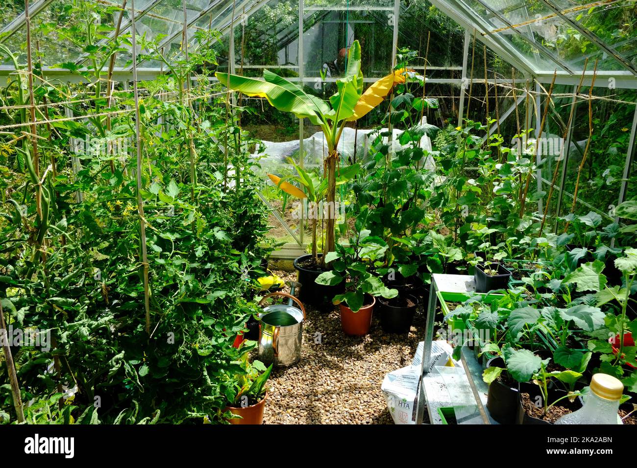 Interno serra con pomodori e una pianta di banana, Regno Unito - John Gollop Foto Stock