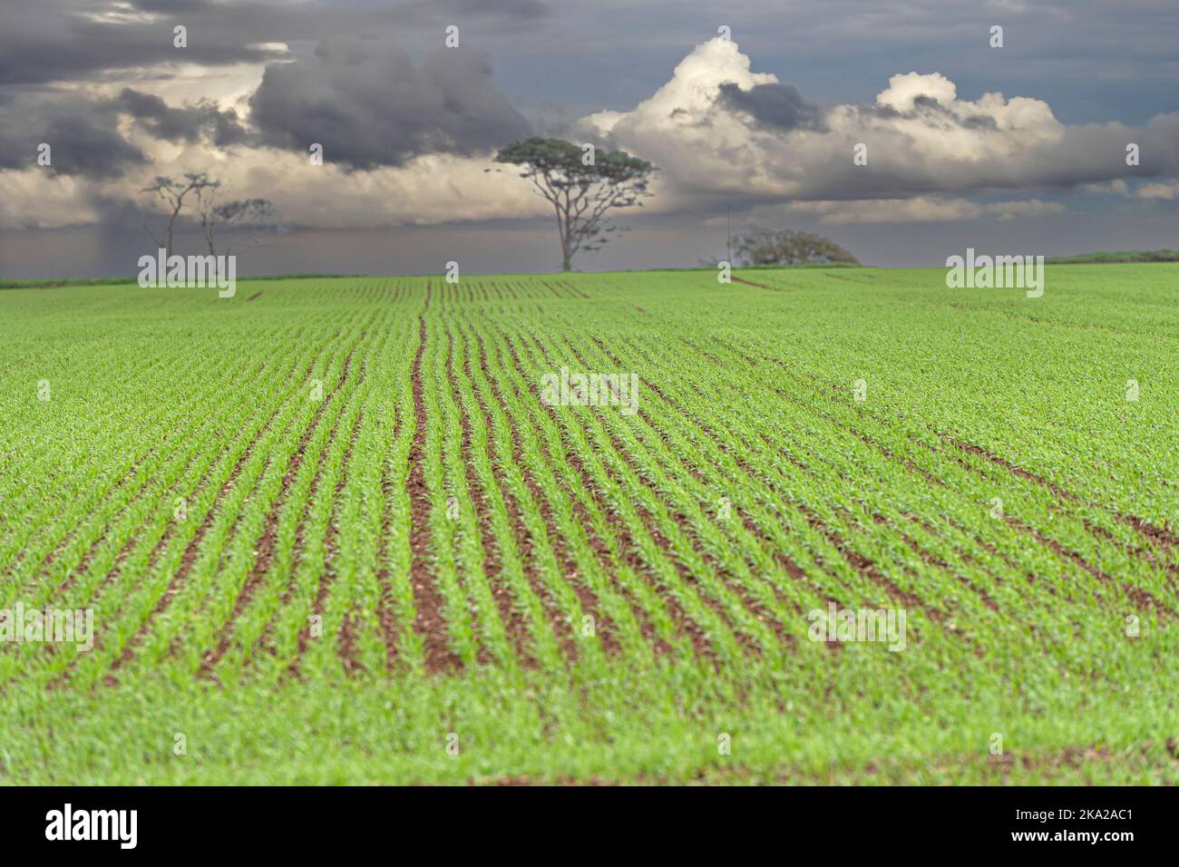 Campo di giovani di frumento Foto Stock