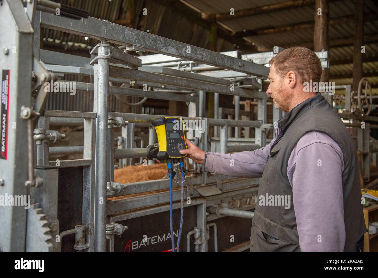 allevatore di bovini che pesa i vitelli Foto Stock