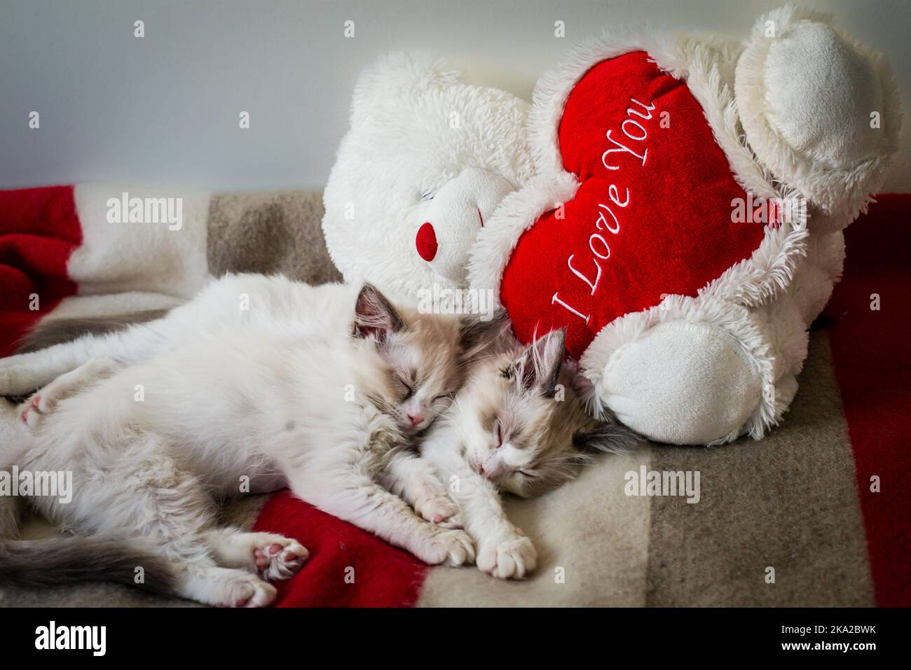 Due gattini di bambola di straccio si snuggano insieme insieme accanto a un orsacchiotto che dice "ti amo". Foto Stock