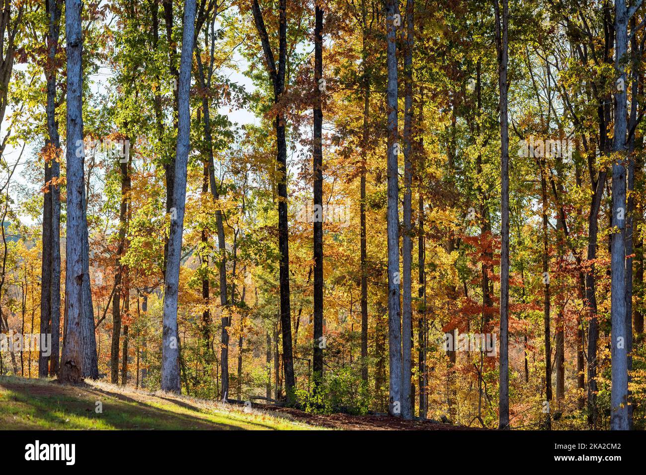 Vista della Carolina del Sud della splendida natura con un caldo paesaggio di foresta gialla autunnale Foto Stock