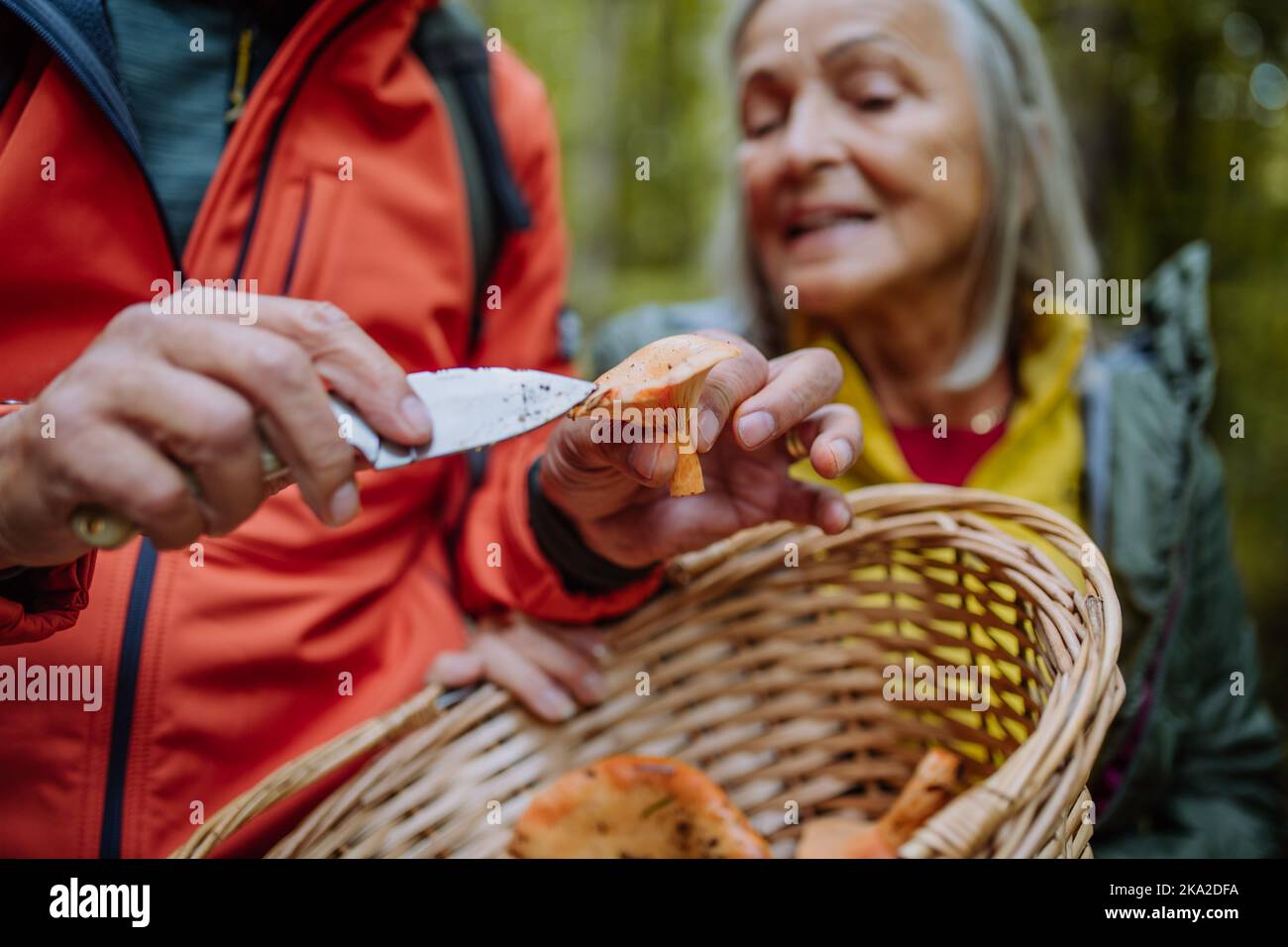 Coppia senior raccolta e pulizia funghi nella foresta autunnale. Foto Stock