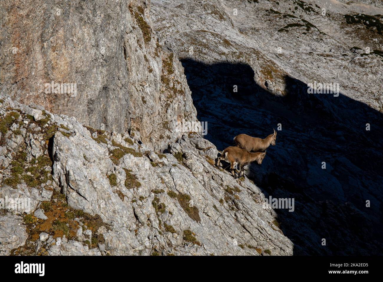Stambecco alpino foto scattata nelle alpi Giulie, Slovenia Foto Stock