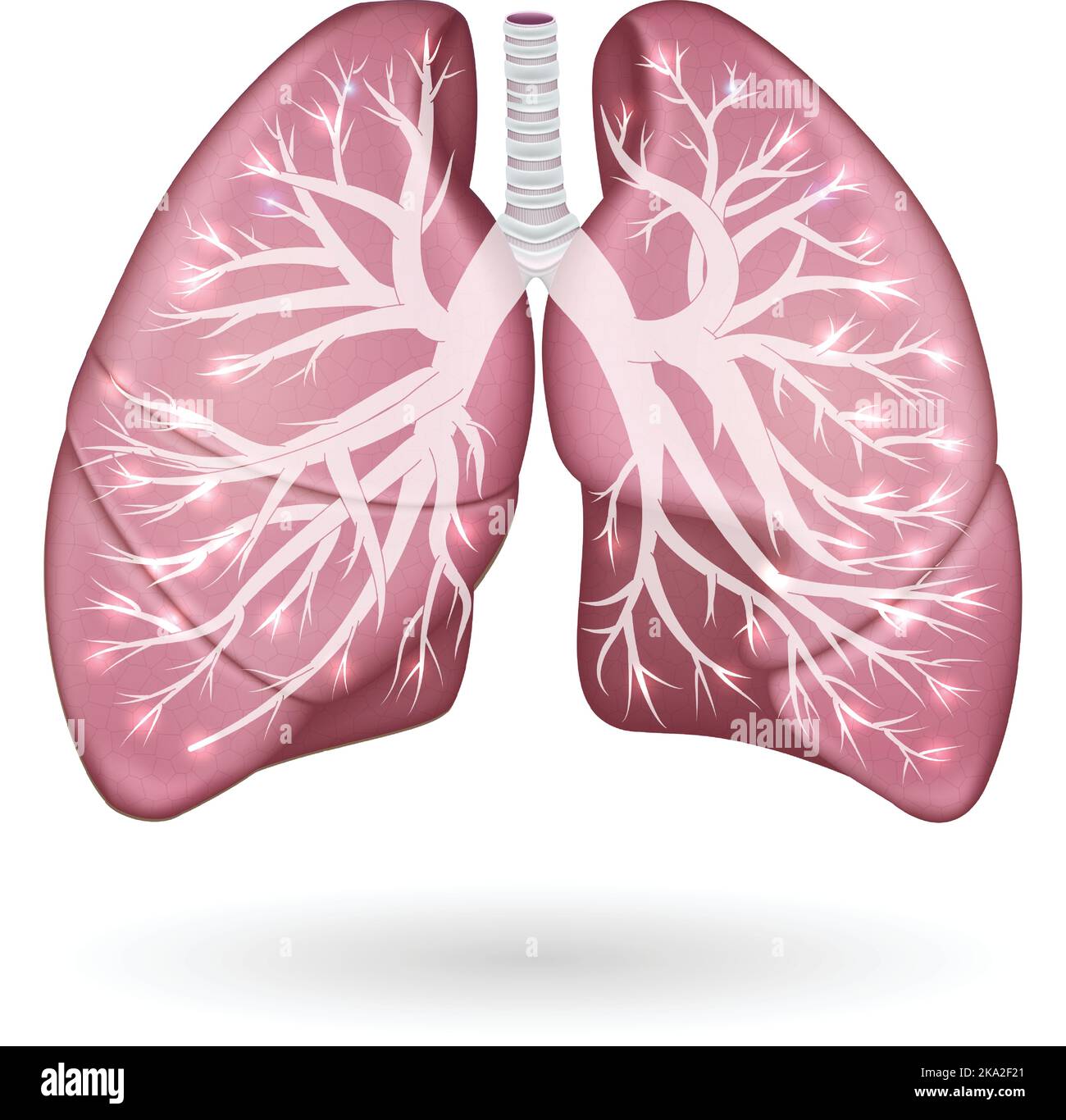 Polmoni e bronchi anatomia colorata Illustrazione Vettoriale