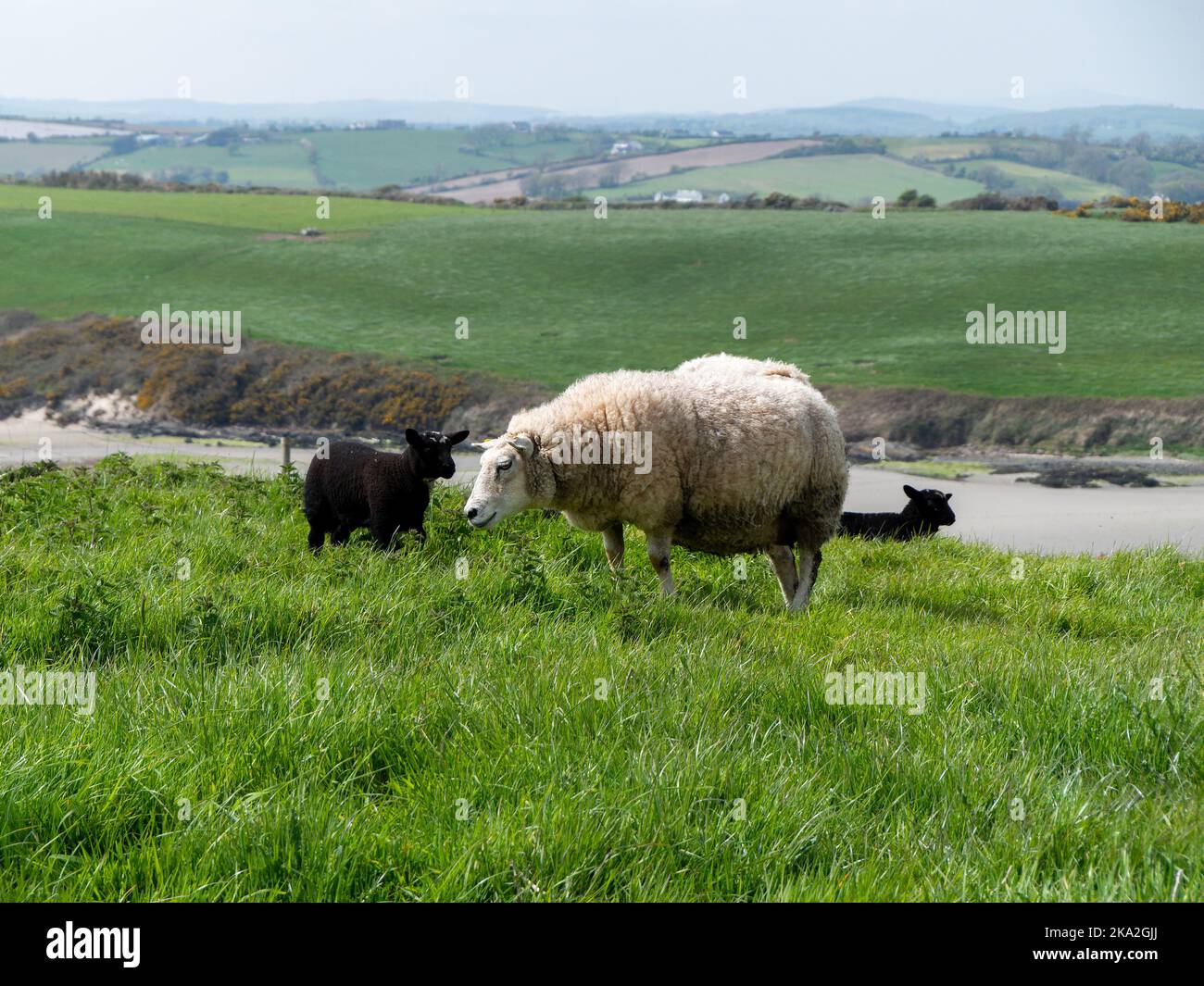 Pecore pascolano in un prato verde. Qualche pecora in un pascolo del coltivatore. Pascolo libero di bestiame. Paesaggio agricolo. Pecora bianca su erba Foto Stock