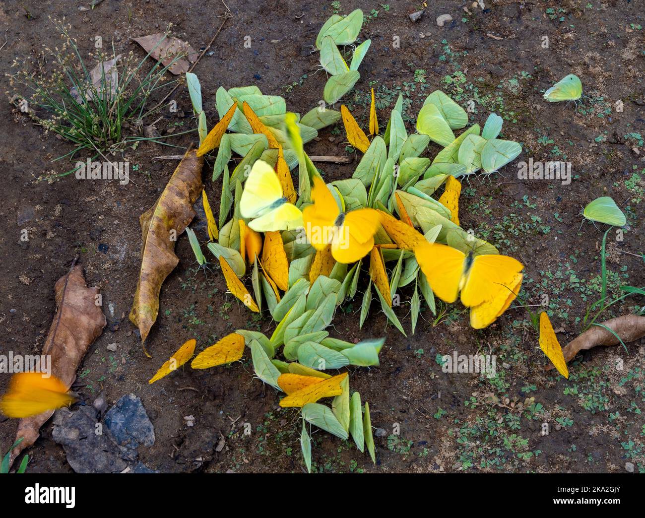 Farfalle colorate della famiglia Pieridae (bianchi e sulfuri) che si aggregano al suolo per il sale. Stato di Roraima, Brasile. Foto Stock