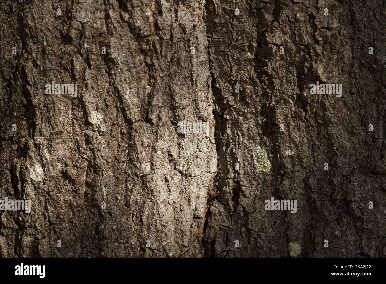Corteccia di albero di quercia Foto Stock