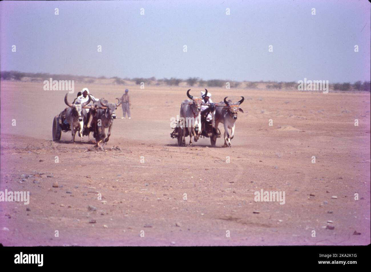 Desert Festival:- Kutch è un distretto dello stato del Gujarat in Westen, India. Rann Utsav, un festival del deserto bianco è una meraviglia infinita da scoprire nella vostra visita a Gujarat, corsa dei cavalli, corsa dei carrelli di Bullock, corsa dei cammelli, festival del tempio sono il genere di eventi che hanno luogo durante il festival. Foto Stock