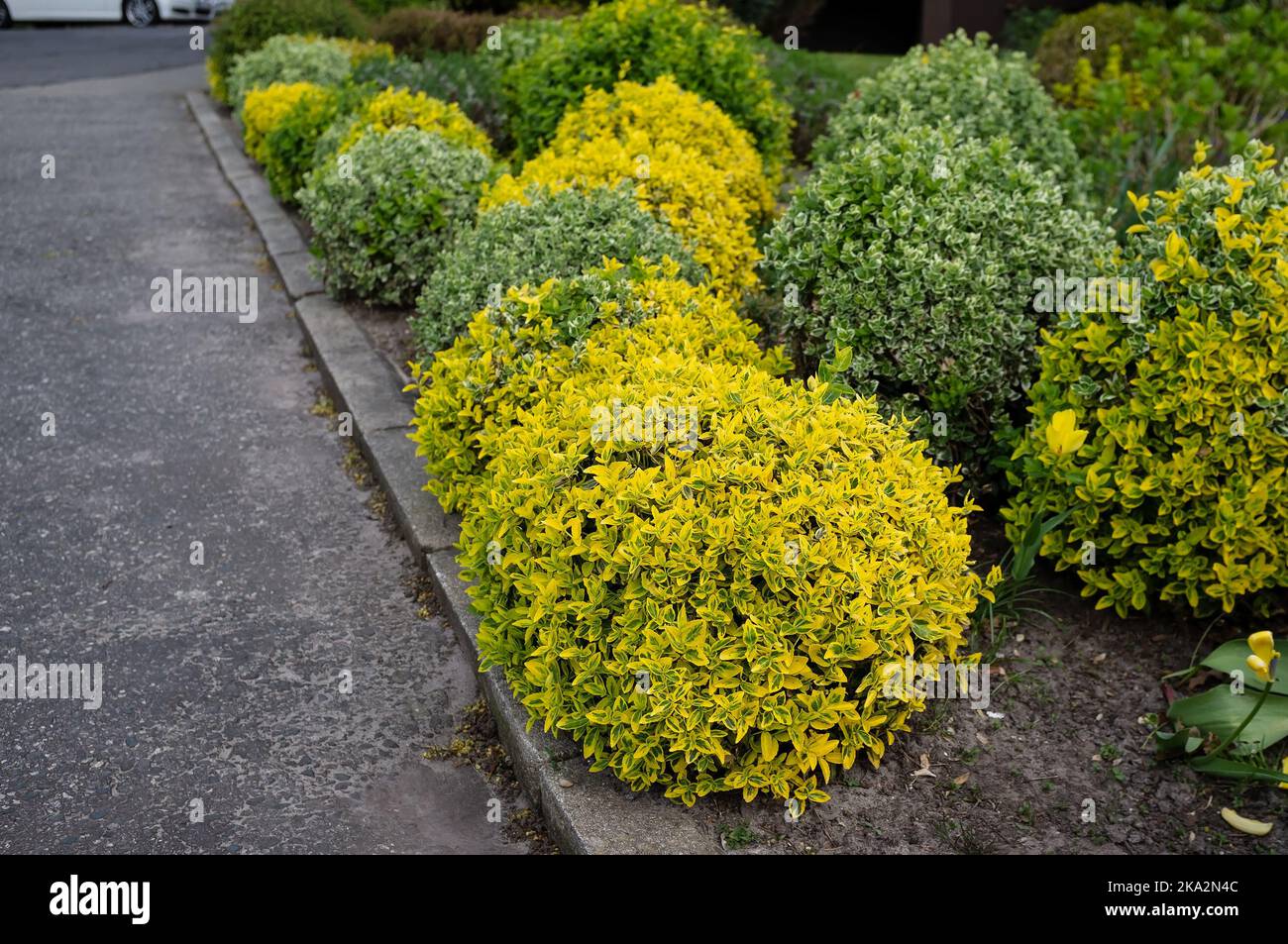 Fiorito con bellissimi arbusti rifiniti a forma di palla. Paesaggio delle strade della città. Foto Stock