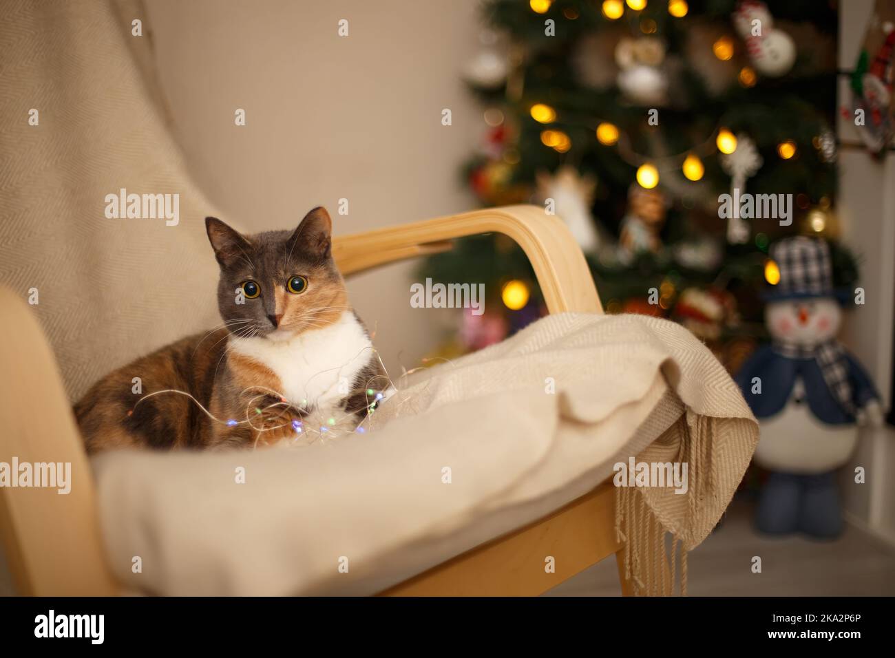 Bel gatto tricolore con grandi occhi rotondi si trova in una sedia. Sullo sfondo un albero di Natale decorato, ghirlande e pupazzo di neve. Anno nuovo. Foto Stock