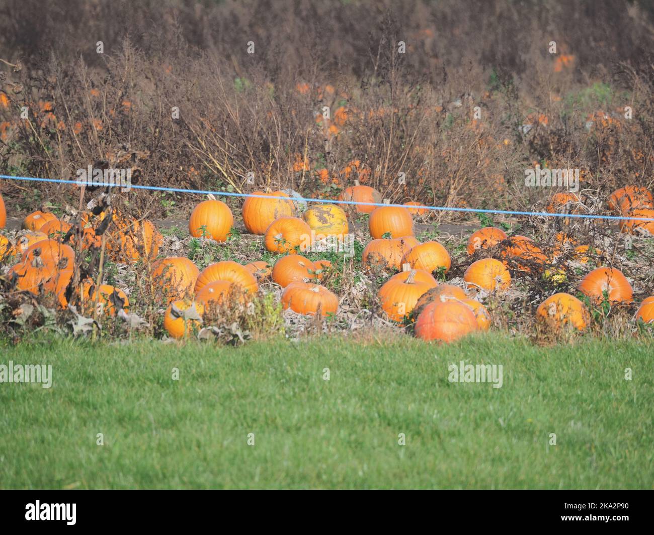 Rainham, Kent, Regno Unito. 31th Ott 2022. Halloween - ancora alcune zucche sono rimaste a Pumpkin Moon, Rainham. Credit: James Bell/Alamy Live News Foto Stock