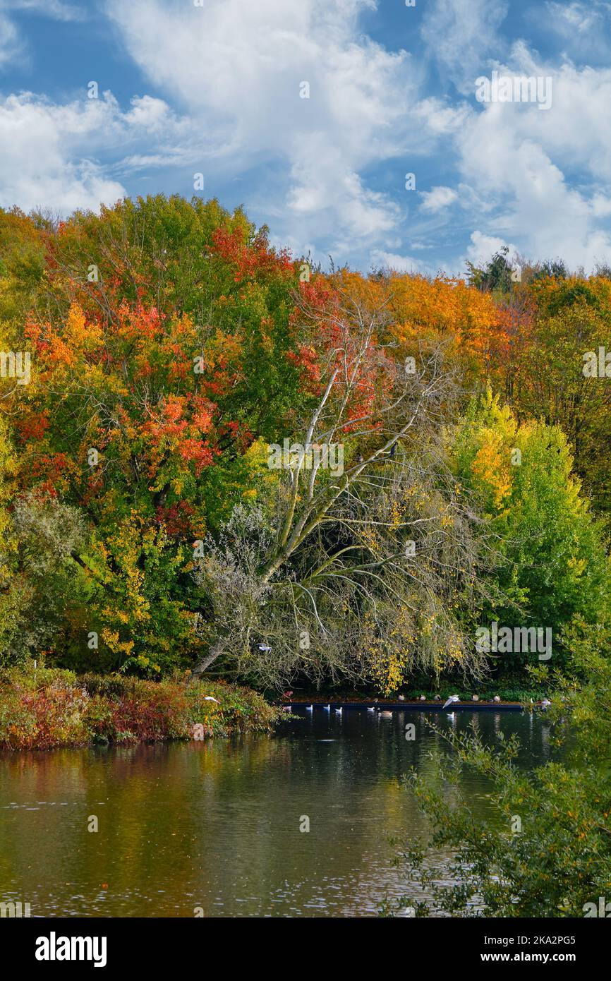 Fairlands Valley Park Stevenage in autunno Foto Stock