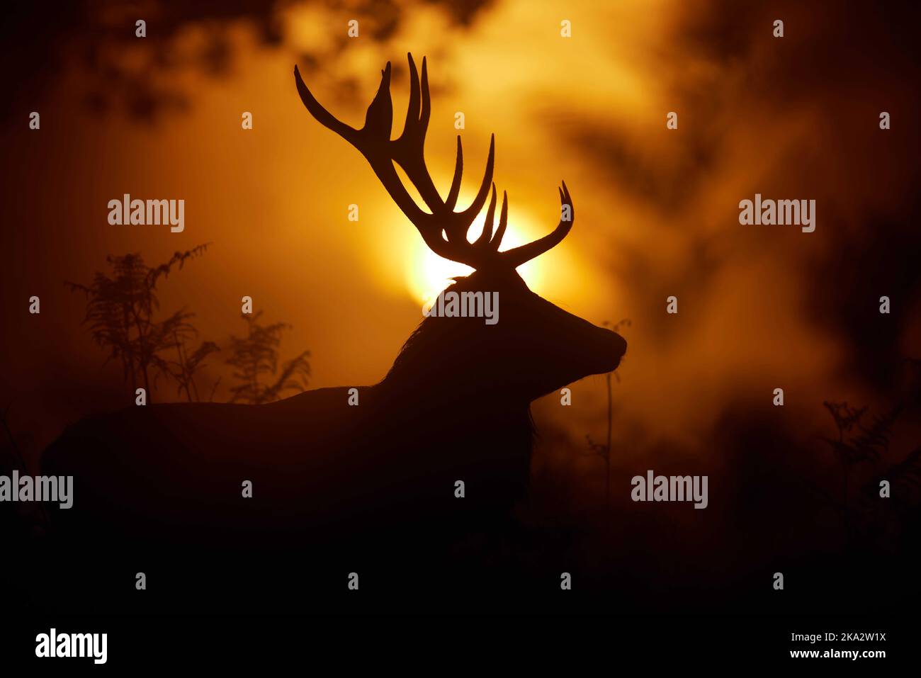 Un cervo rosso all'alba, preso durante il soldo quest'anno. Londra, Regno Unito: QUESTE BELLE immagini mostrano stag rossi in posa e combattimenti in prima luce Foto Stock
