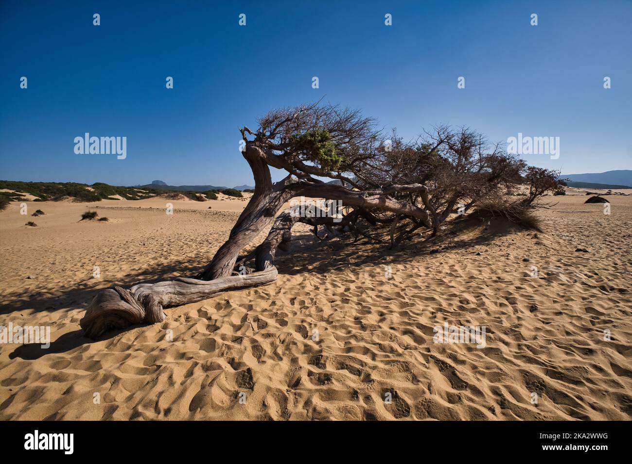Antico ginepro piegato dal vento sulla spiaggia di Piscinas in Sardegna Foto Stock