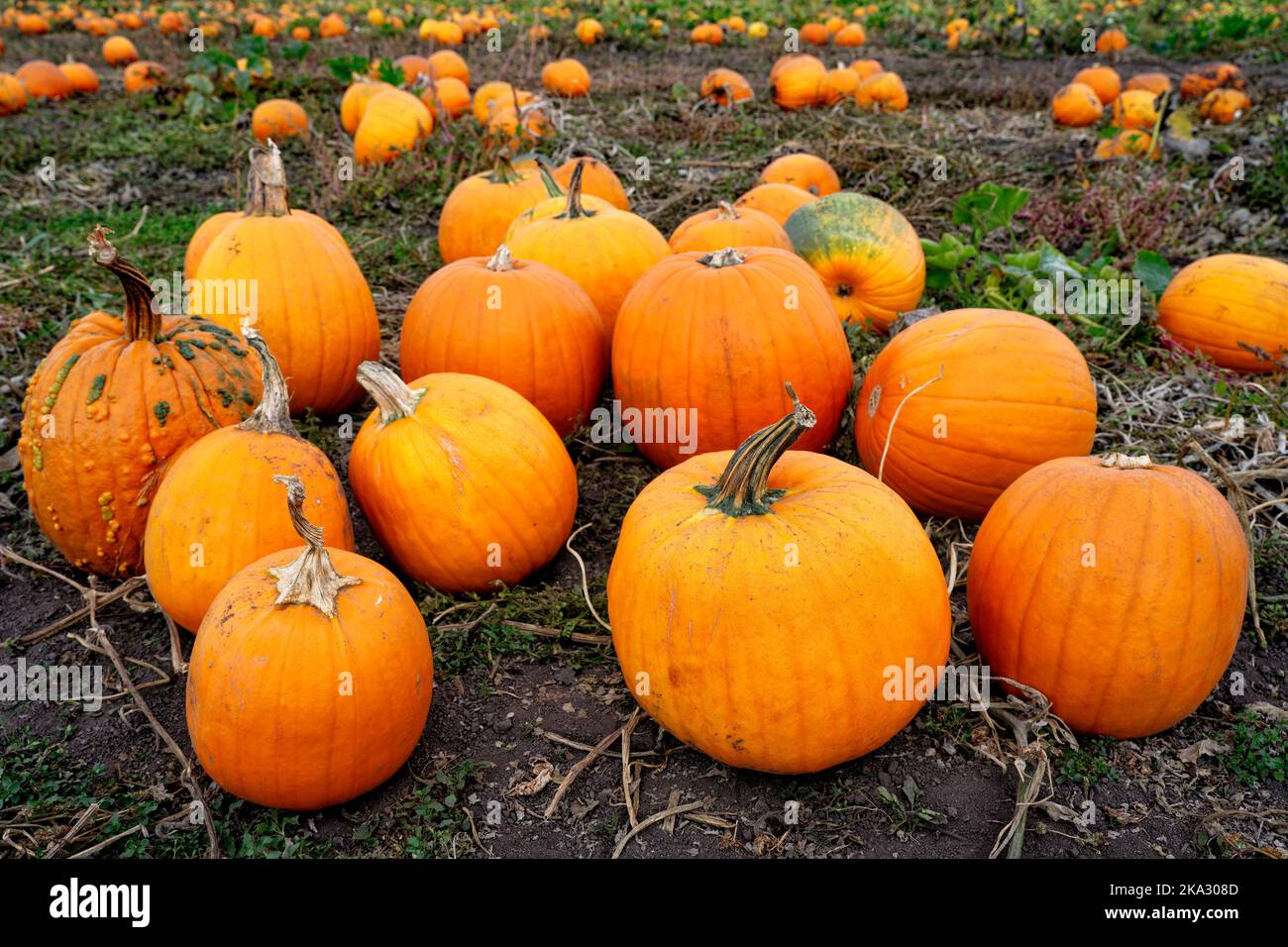 Una zucca sul terreno a Vancouver Island, BC Canada Foto Stock