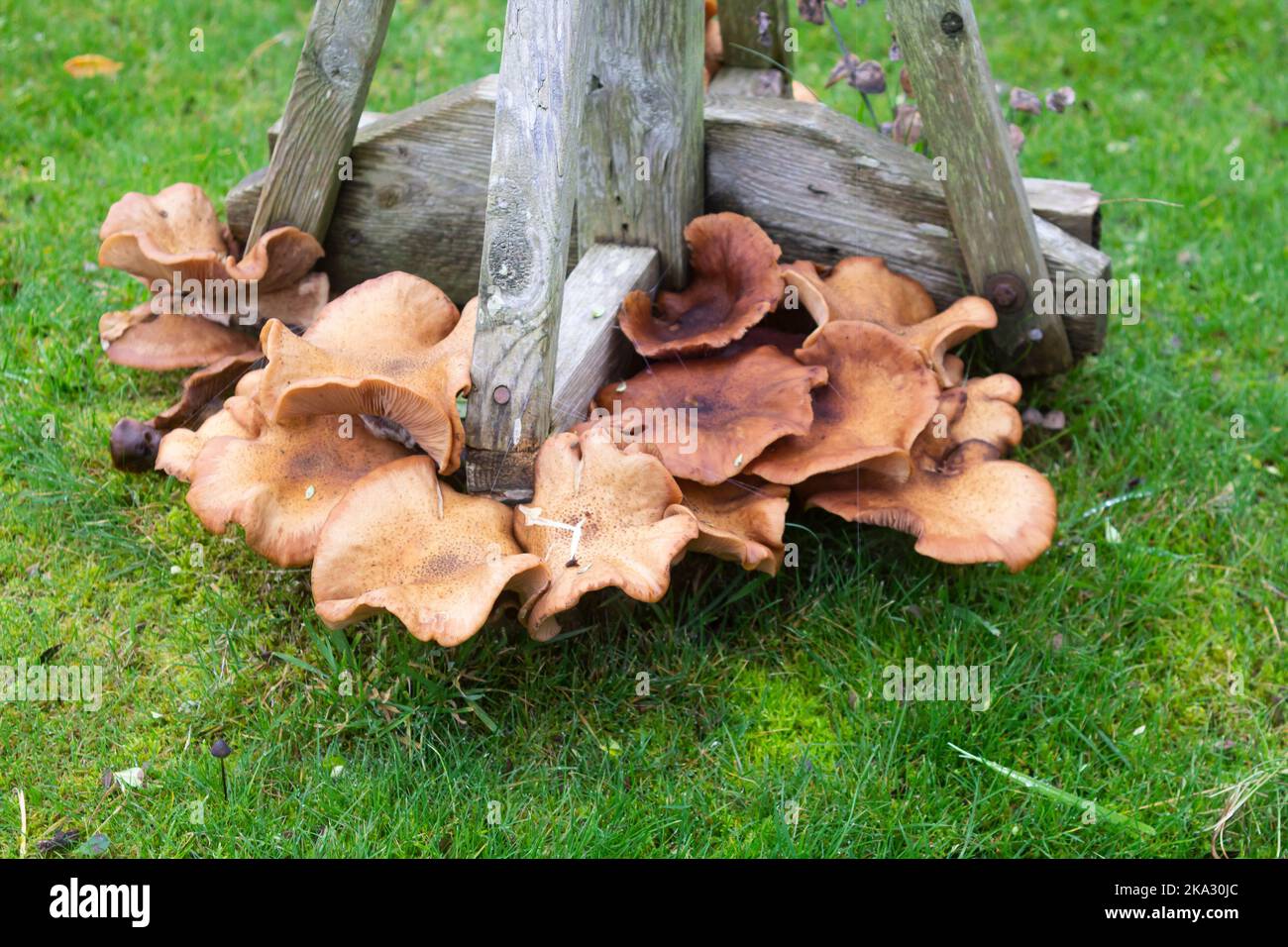 Fungo che cresce su un ceppo di un albero di Eucalyptus abbattuto in Bangor Irlanda del Nord Foto Stock