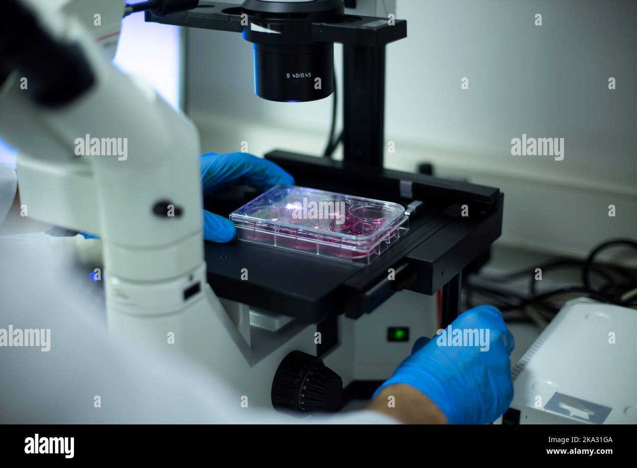 coltura cellulare in laboratorio Foto Stock
