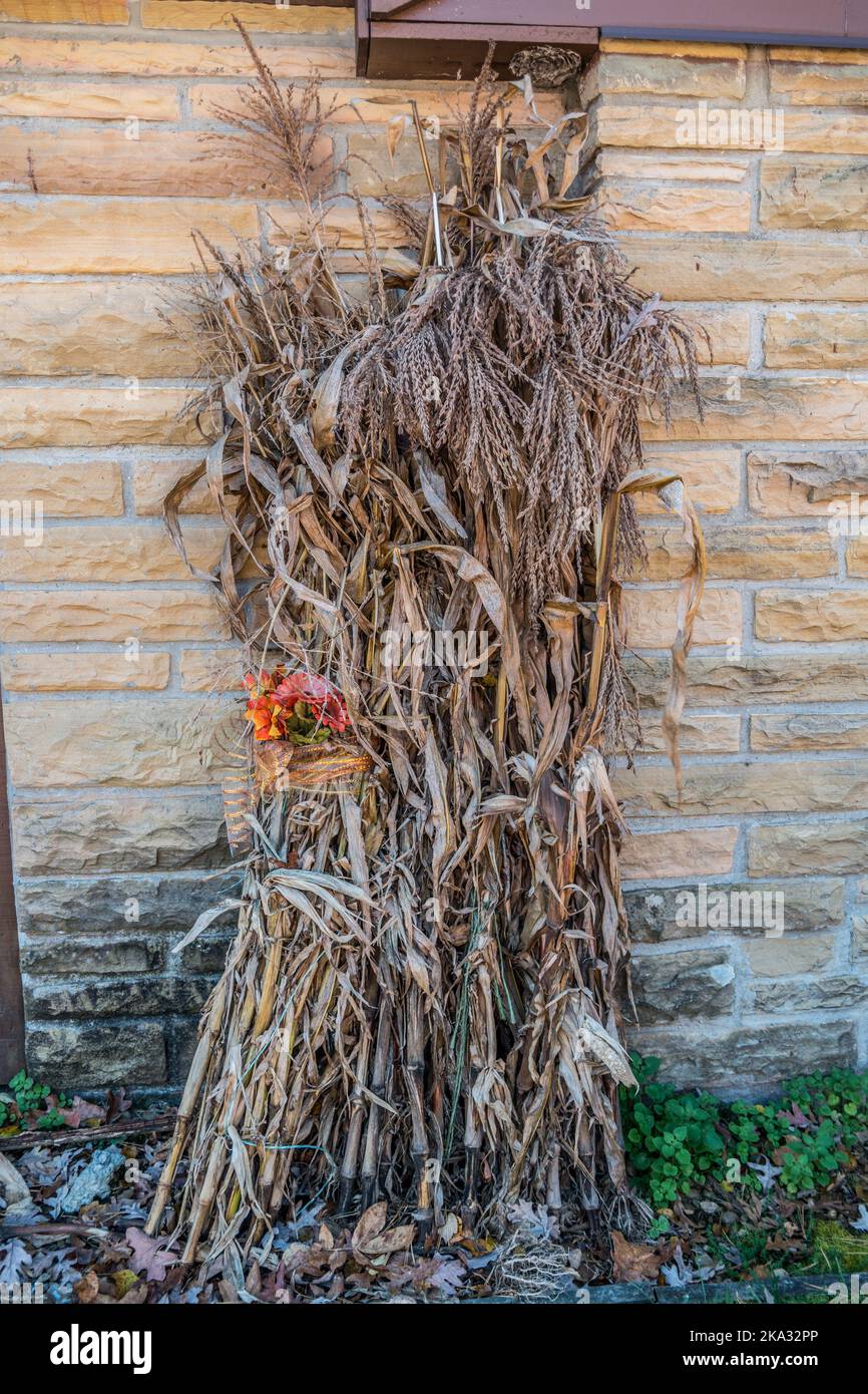 Stocco di mais essiccato di stagione autunnale con le nappe avvolte con la decorazione esterna contro un edificio un'esposizione per le feste autunnali Foto Stock