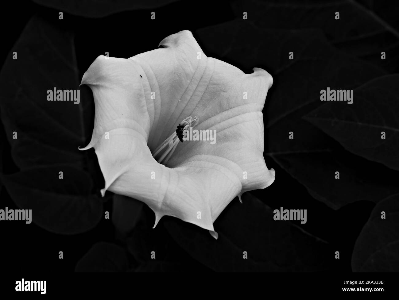 Fiore bianco Foto Stock