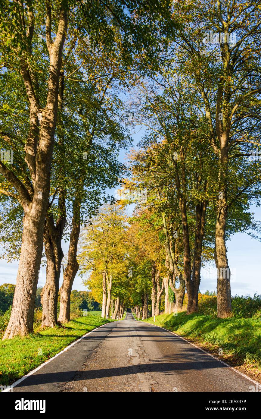 Bäume an einer Straße in Schleswig-Holstein im herbstlichem Farbkleid Foto Stock
