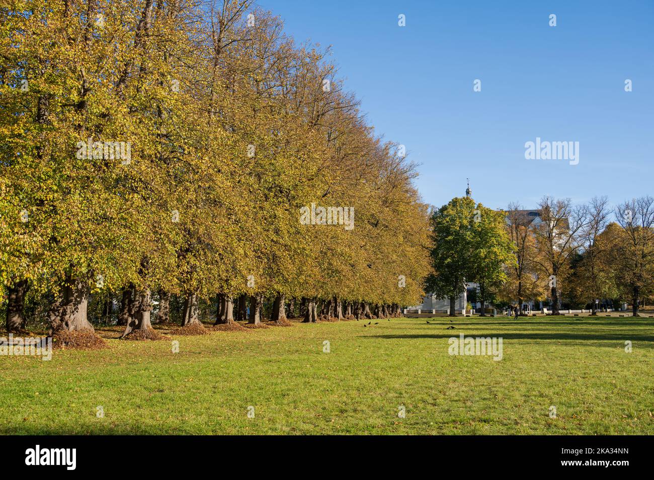 Lindenallee im Herbst mit bunten Blättern im Plöner Schloßgarten Foto Stock