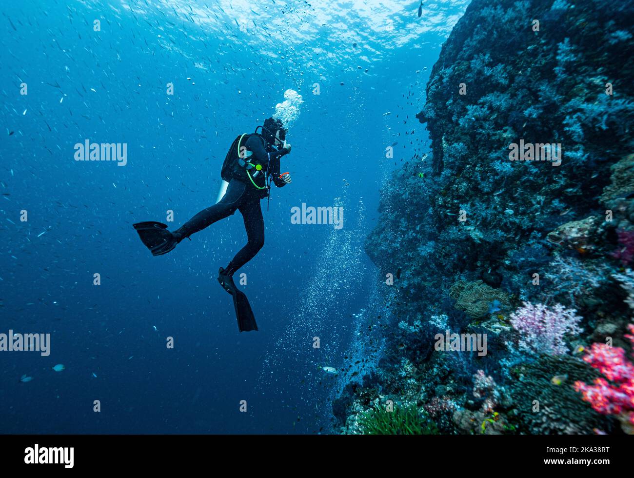 Tuffatore esplorando una barriera corallina nel Mare delle Andamane del Sud / Thailandia Foto Stock