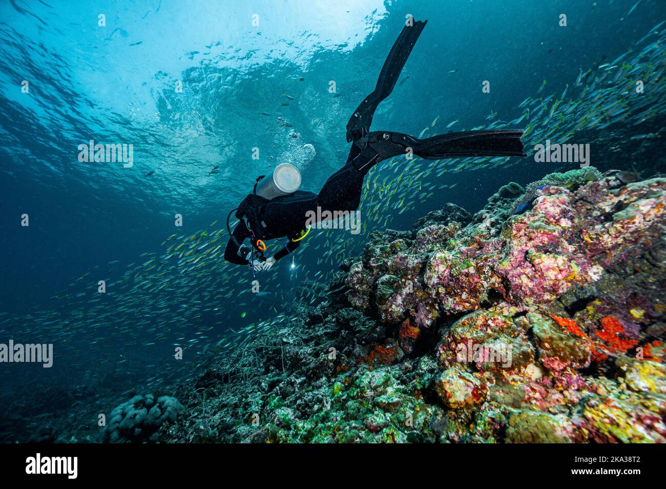 Tuffatore esplorando una barriera corallina nel Mare delle Andamane del Sud / Thailandia Foto Stock