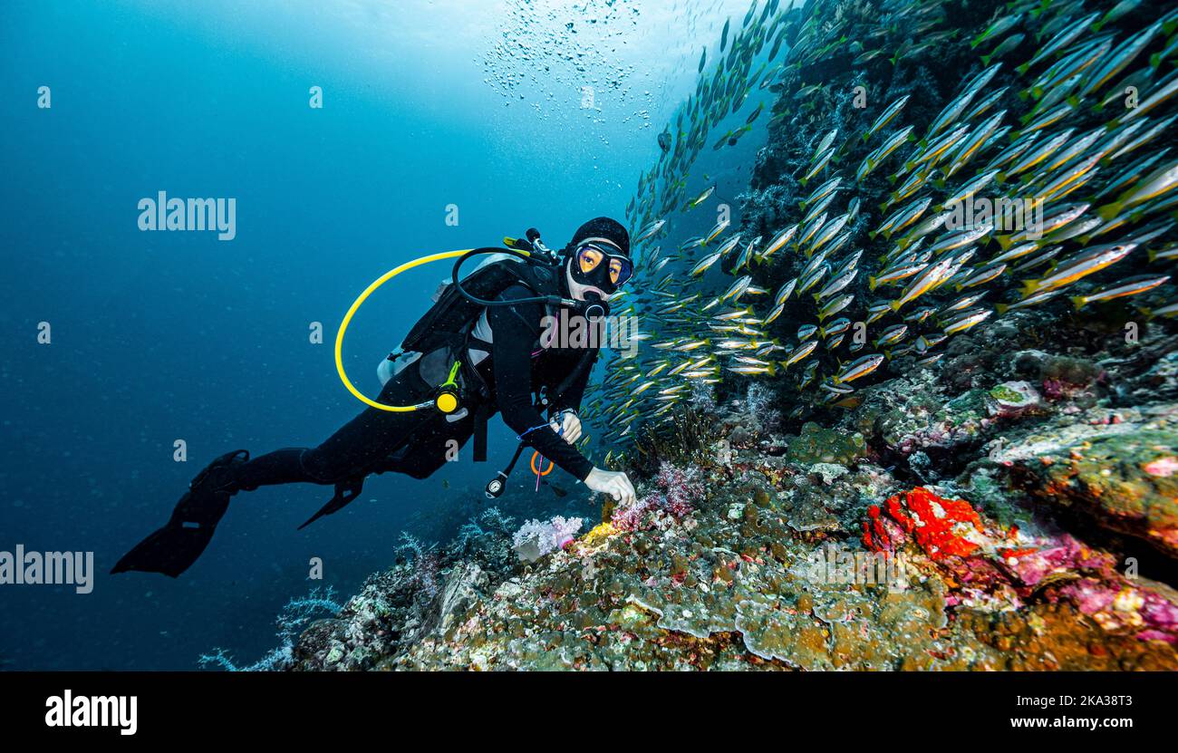 Tuffatore esplorando una barriera corallina nel Mare delle Andamane del Sud / Thailandia Foto Stock