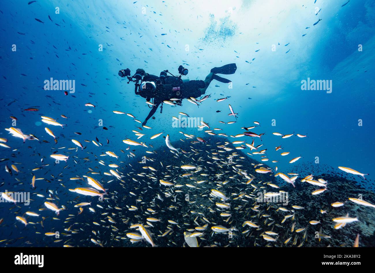 Fotografo esplorando una barriera corallina nel golfo della Thailandia vicino a Koh Tao Foto Stock