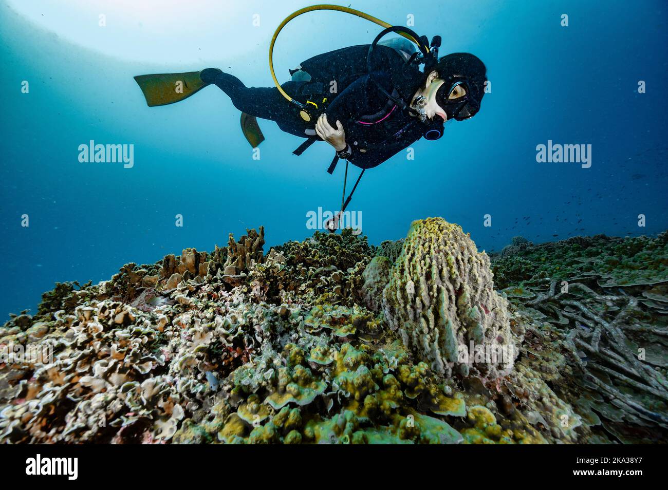 Tuffatore esplorando una barriera corallina nel golfo della Thailandia vicino a Koh Tao Foto Stock