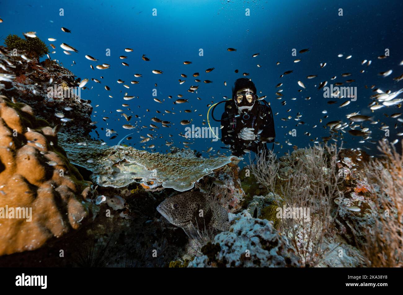 Tuffatore esplorando una barriera corallina nel golfo della Thailandia vicino a Koh Tao Foto Stock