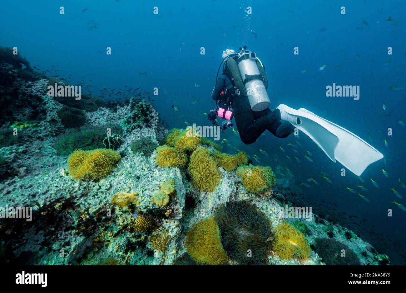 Tuffi esplorando l'oceano vicino a Chumphon nel golfo della Thailandia Foto Stock