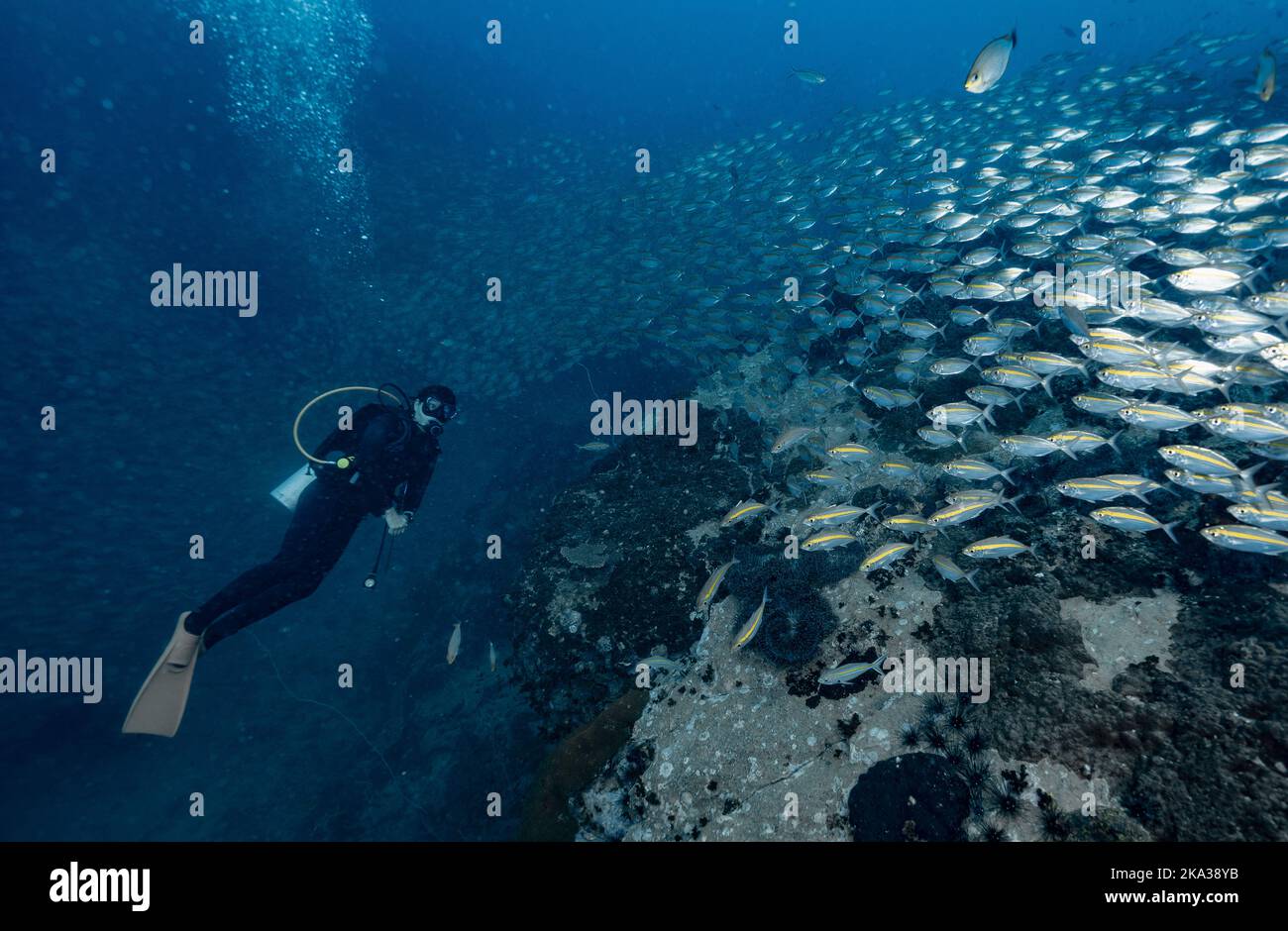 Tuffatore esplorando una barriera corallina nel golfo della Thailandia vicino a Koh Tao Foto Stock