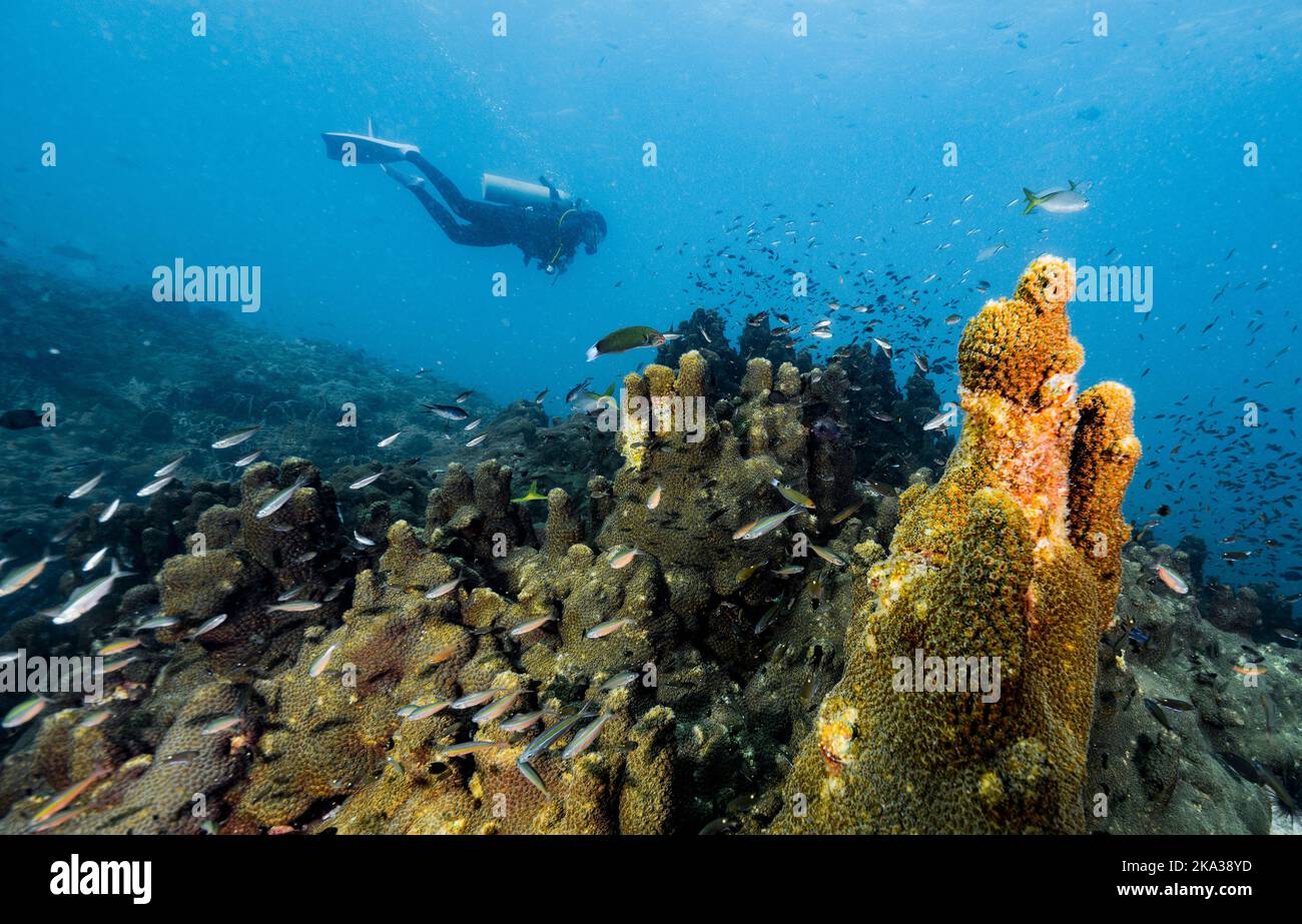 Tuffi esplorando l'oceano vicino a Chumphon nel golfo della Thailandia Foto Stock