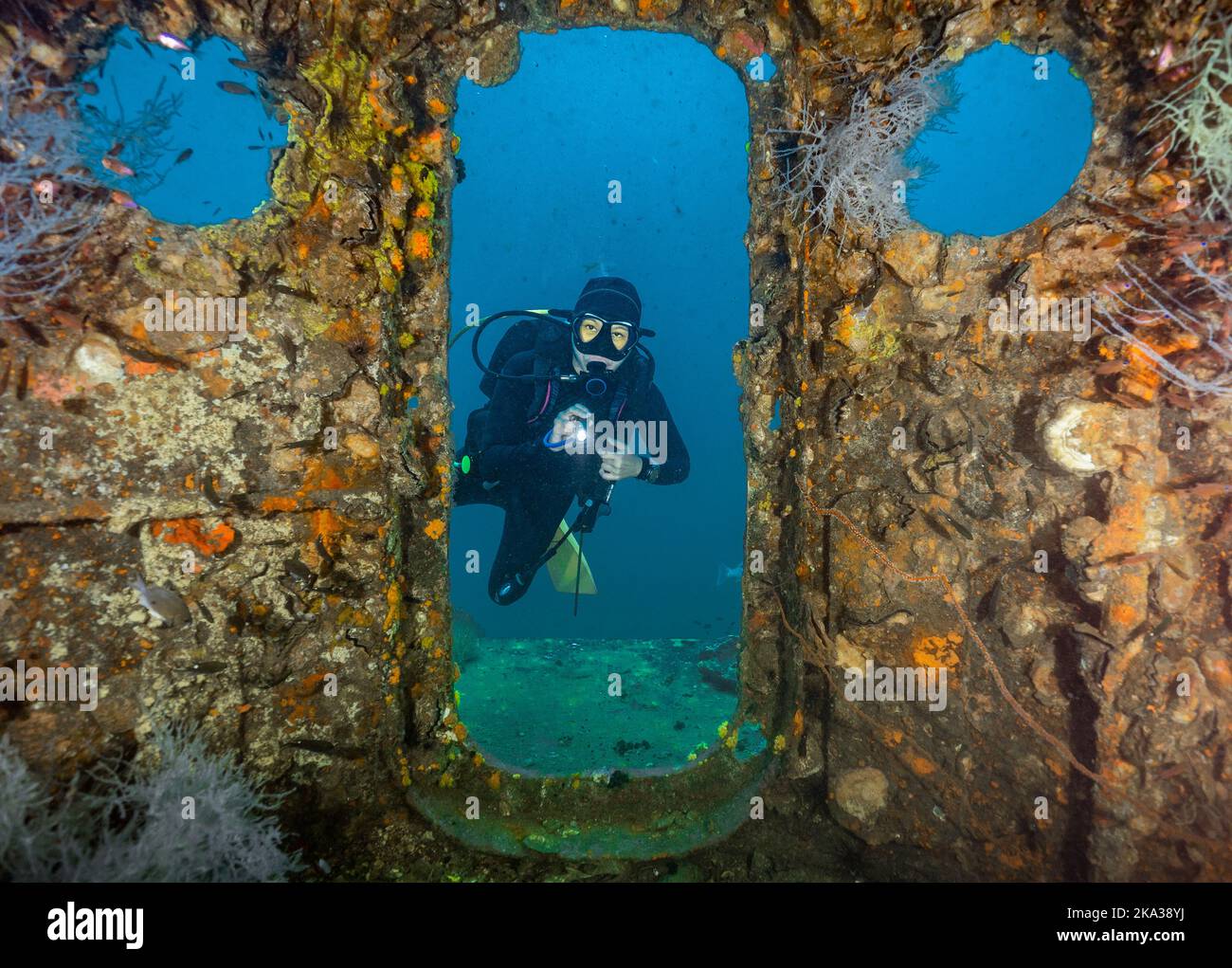 Tuffatore esplorando il relitto del Sattakut vicino a Koh Tao Foto Stock