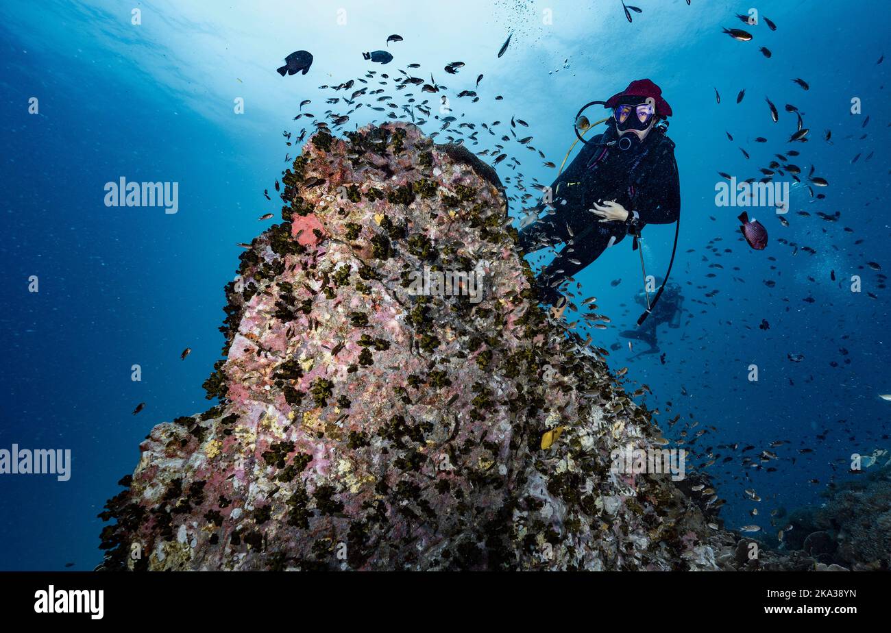 Tuffatore esplorando una barriera corallina nel golfo della Thailandia vicino a Koh Tao Foto Stock