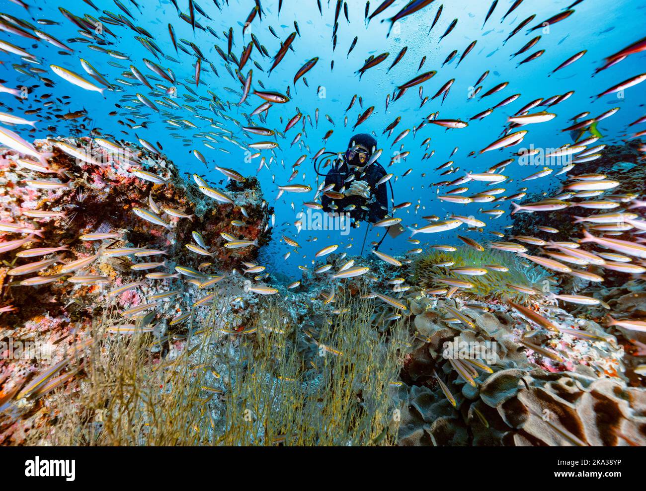 Tuffatore esplorando una barriera corallina nel golfo della Thailandia vicino a Koh Tao Foto Stock