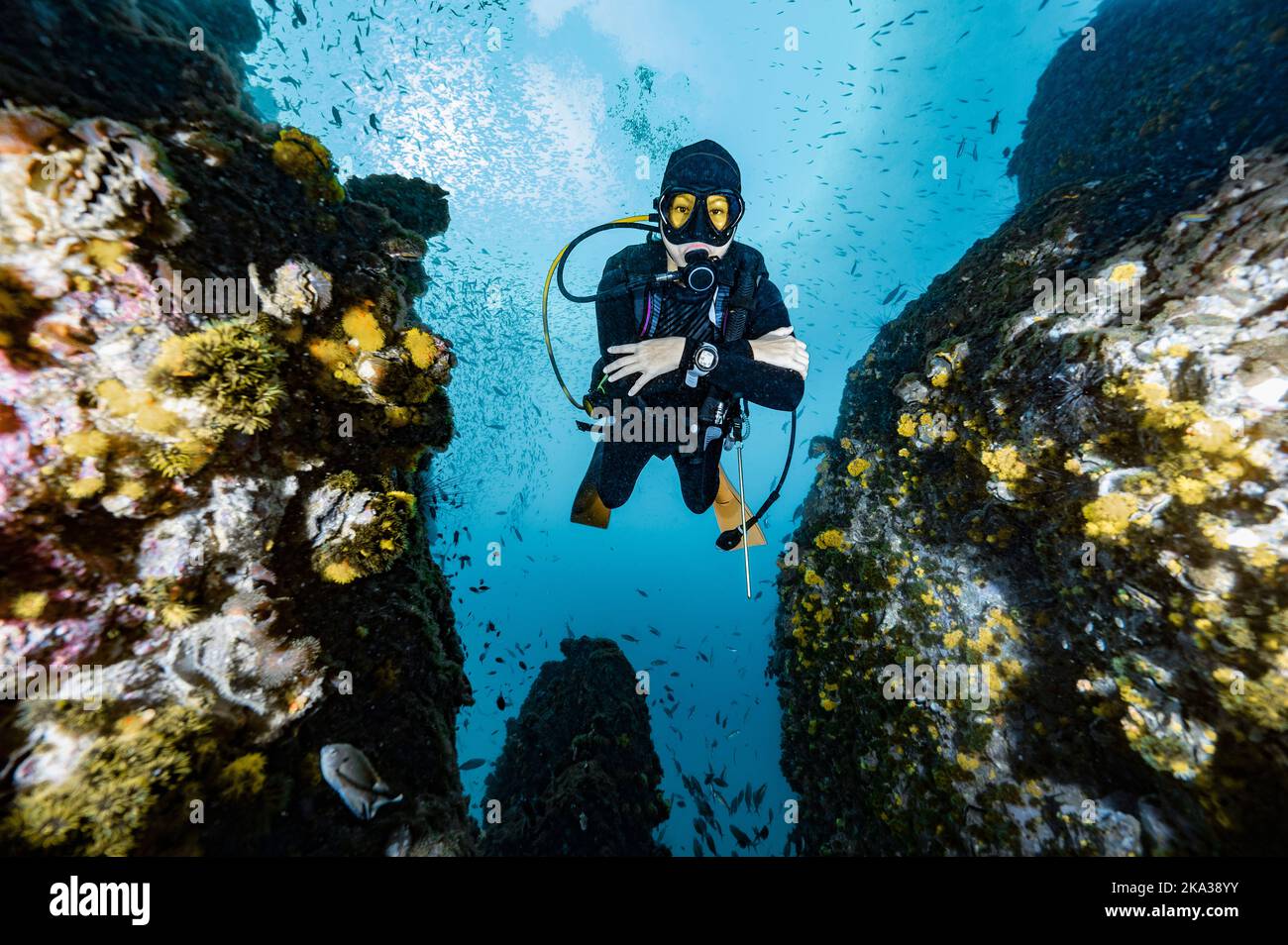 Tuffatore esplorando una barriera corallina nel golfo della Thailandia vicino a Koh Tao Foto Stock