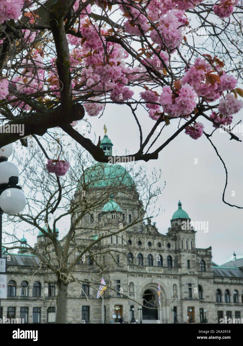 Uno scatto verticale del Parlamento della Columbia Britannica attraverso un albero sakura Foto Stock