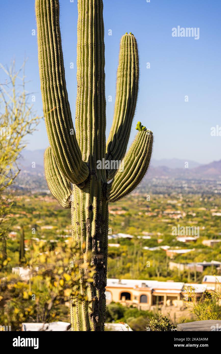 Un colpo verticale di un cactus Saguaro arboreo cresciuto in un campo deserto in estate Foto Stock