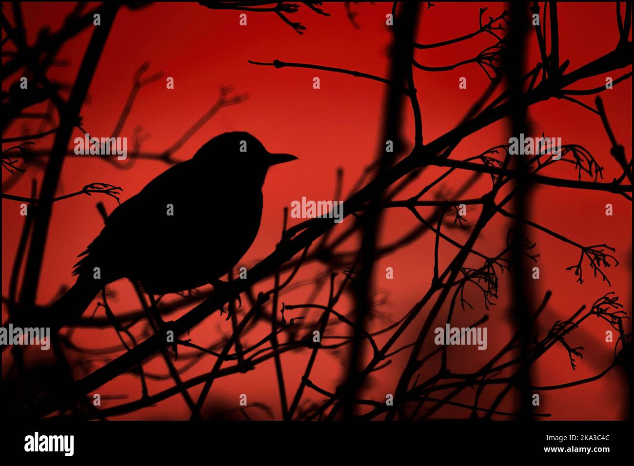 Blackbird (turdus merula) in silhouette arroccata nell'albero contro il cielo rosso del tramonto. Il groviglio di piccoli rami e la forma del merlo usavano effetti artistici Foto Stock