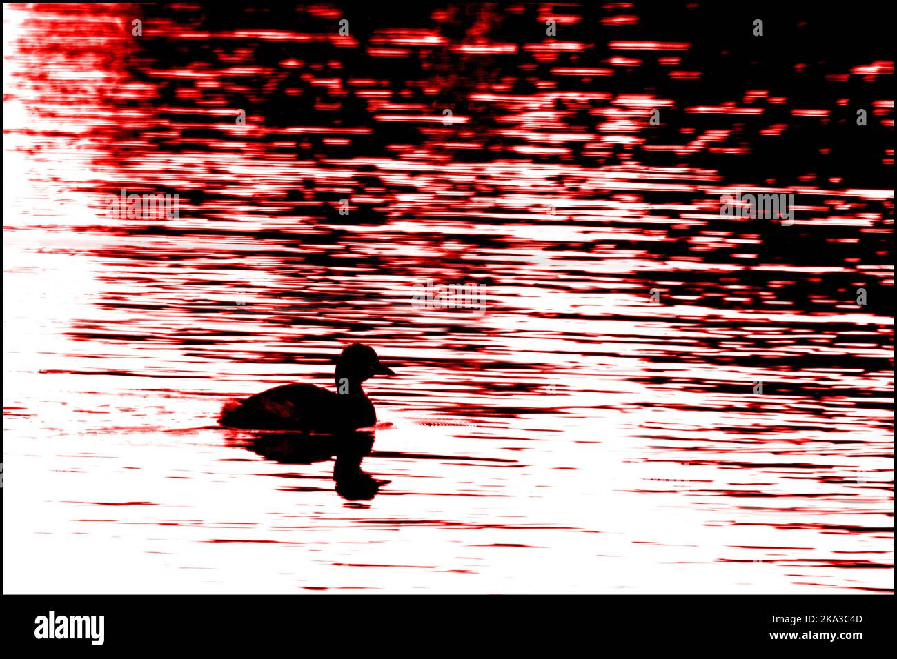 Silhouette di anatra sullo stagno con increspature sull'acqua un effetto rosso e nero conversione artistica contrasty immagine minimalistica in formato paesaggio Foto Stock