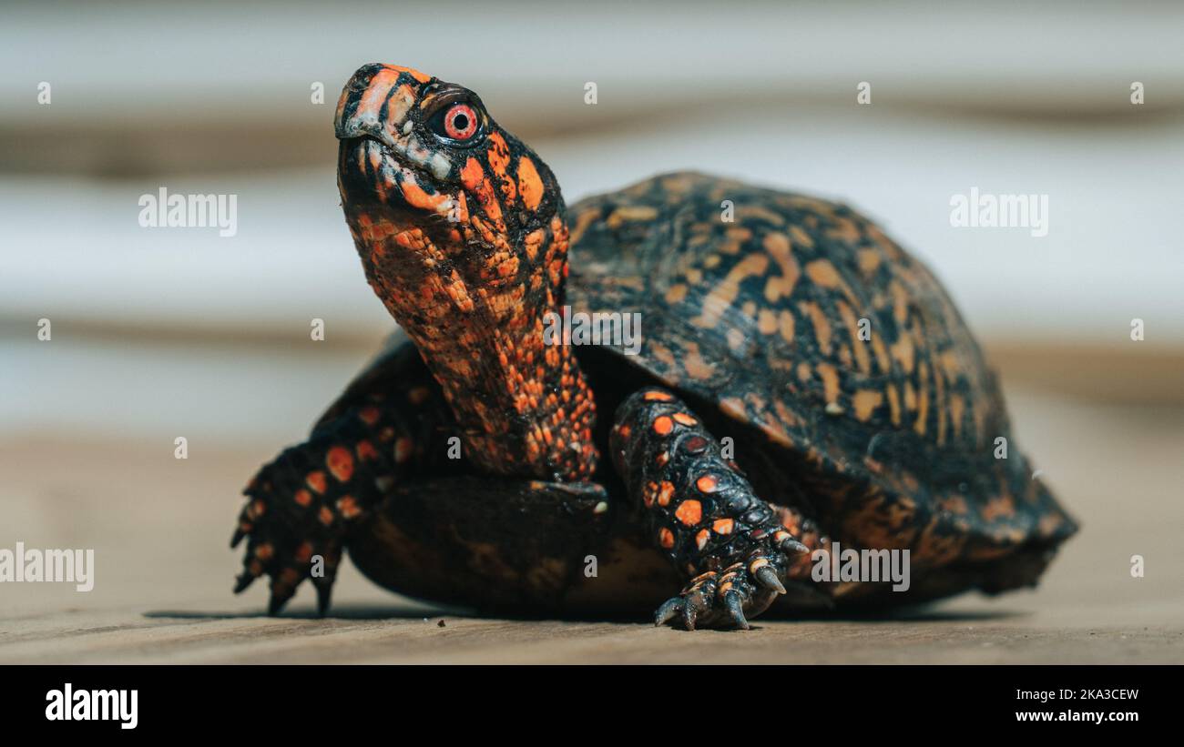 Una bella foto panoramica di un'adorabile tartaruga a forma di scatola orientale sullo sfondo sfocato Foto Stock