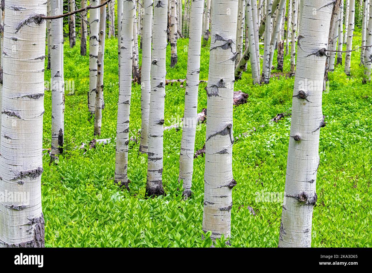 Aspen foresta boschetto alberi in estate a Kebler Pass, Colorado in montagne National Forest Park con copertura verde e tronchi bianchi con gli occhi Foto Stock