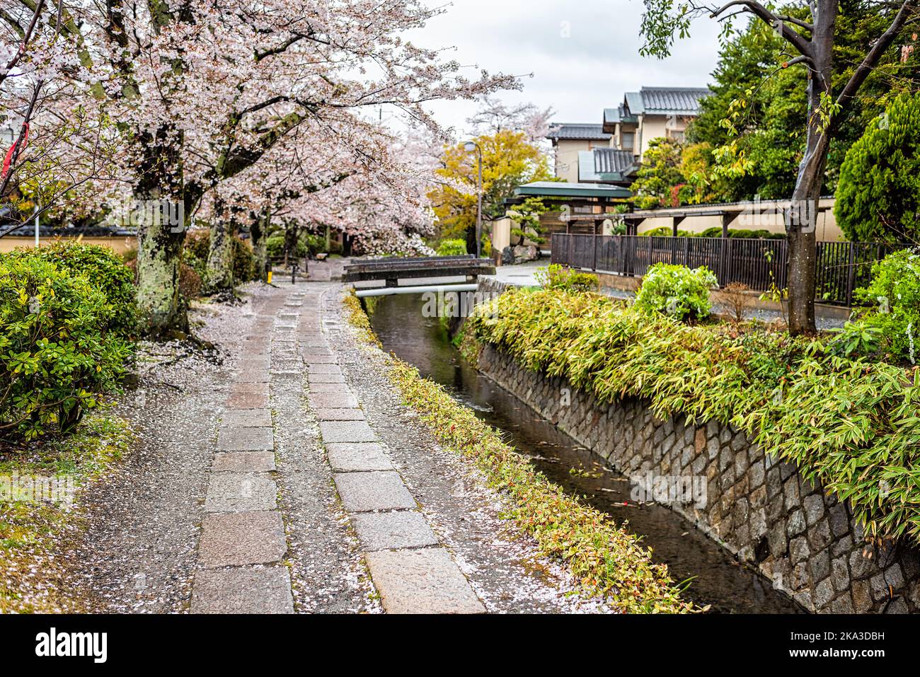 Kyoto, Giappone fiore di ciliegi sakura petali di fiori cadendo in primavera vicino al famoso percorso filosofo giardino parco sul fiume e ponte di pietra Foto Stock