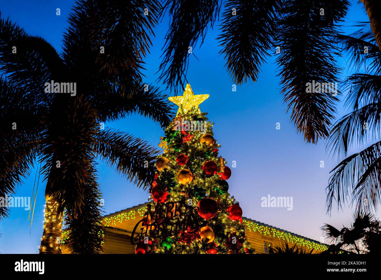 Napoli, Florida zona del centro in serata con l'albero della vigilia di Natale in stagione di festa alla terza strada sud con le decorazioni, gli ornamenti e la TR della palma Foto Stock