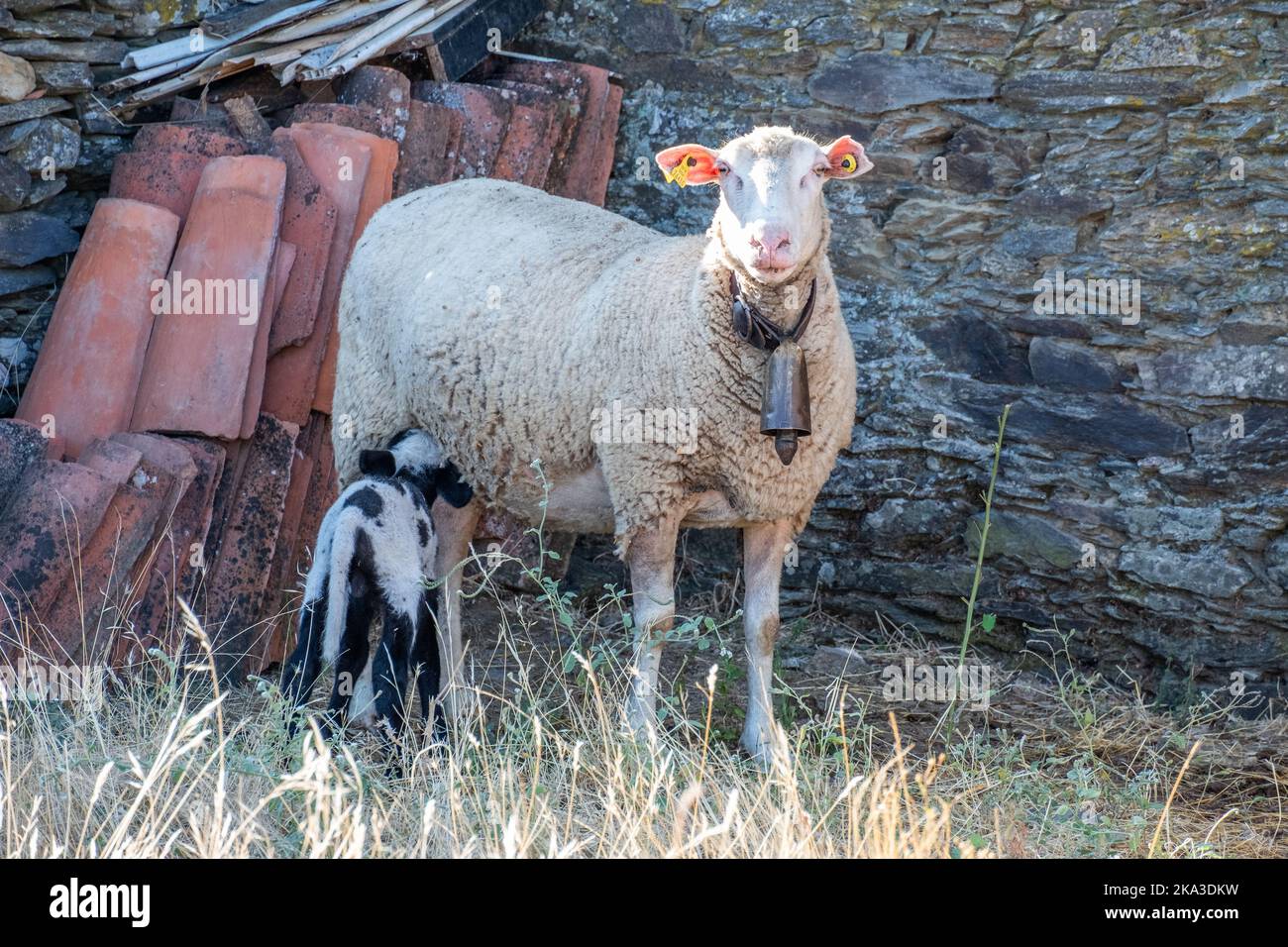 Una piccola pecora, agnello, bianco e nero che succhia latte dalle mammelle della madre Foto Stock